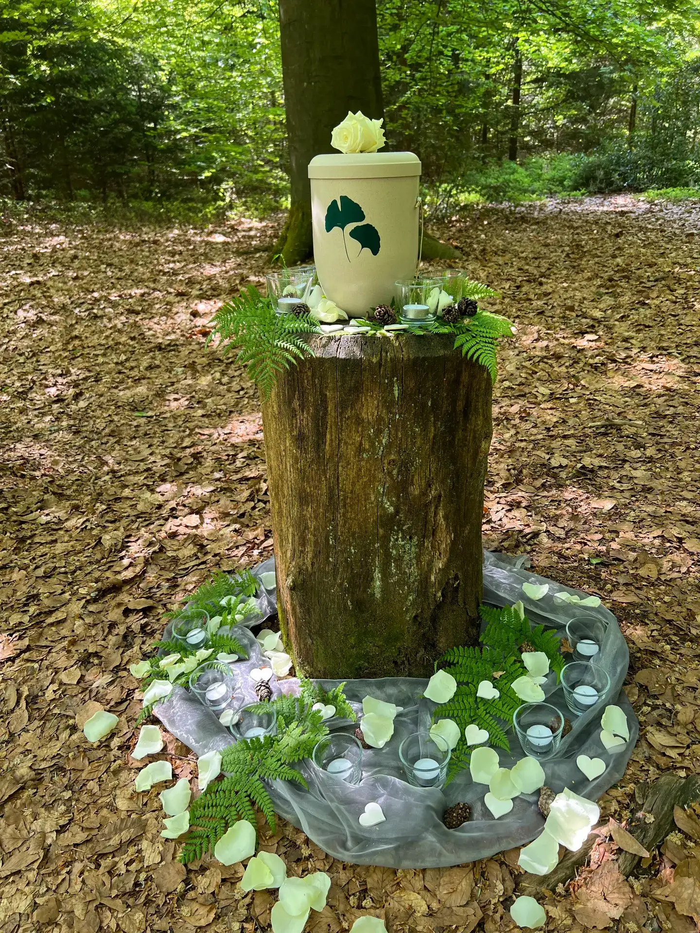 Urne mit Ginkgo-Motiv auf einem Baumstumpf im FriedWald, dazu Windlichter, Farn und weiße Rosenblätter