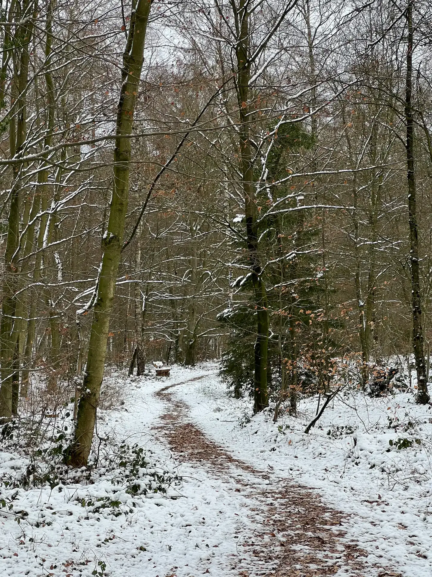 Verschneiter Waldweg zwischen hohen Buchen im FriedWald